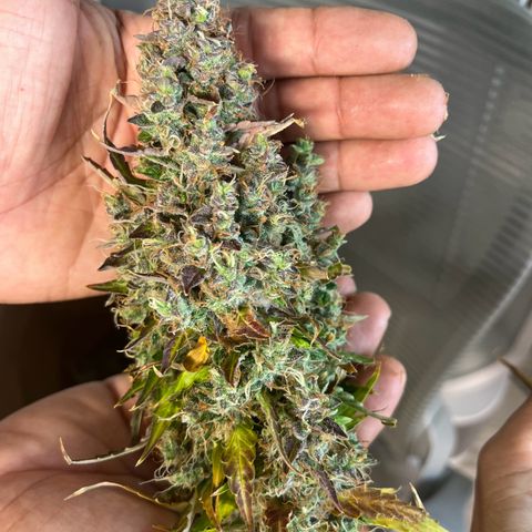 White Widow Autoflowering  growlog photo: Mold 