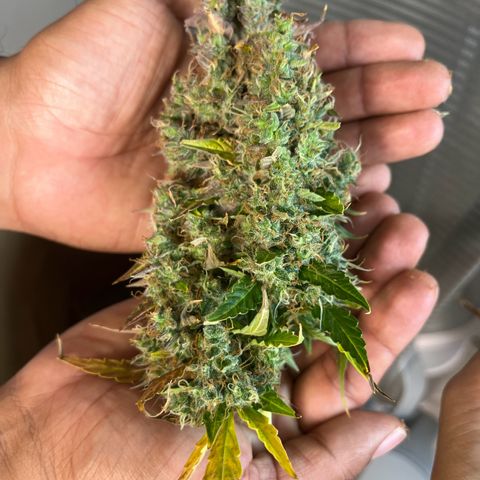 White Widow Autoflowering  growlog photo: Mold 