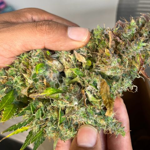 White Widow Autoflowering  growlog photo: Mold 