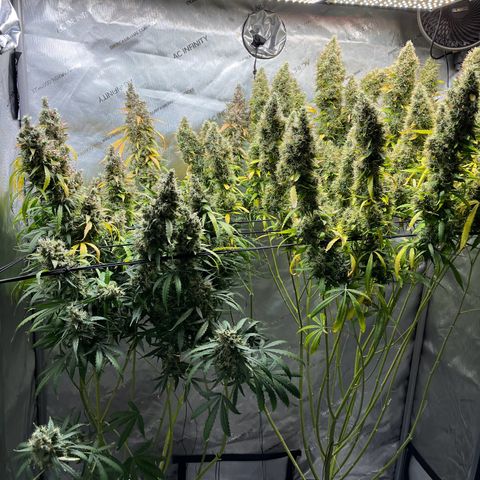 White Widow Autoflowering  growlog timeline photo