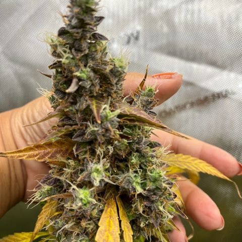 White Widow Autoflowering  growlog timeline photo