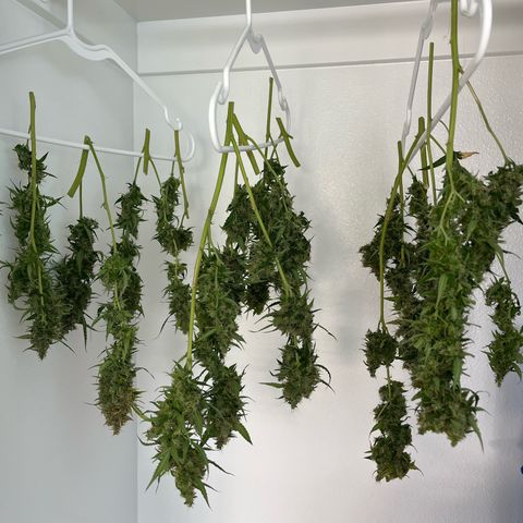 White Widow Autoflowering  growlog timeline photo