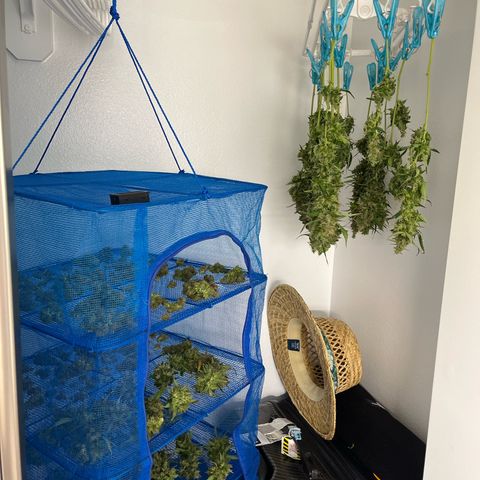 White Widow Autoflowering  growlog timeline photo