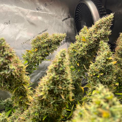 Blueberry Autoflowering growlog timeline photo