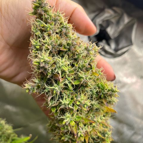 Blueberry Autoflowering growlog timeline photo