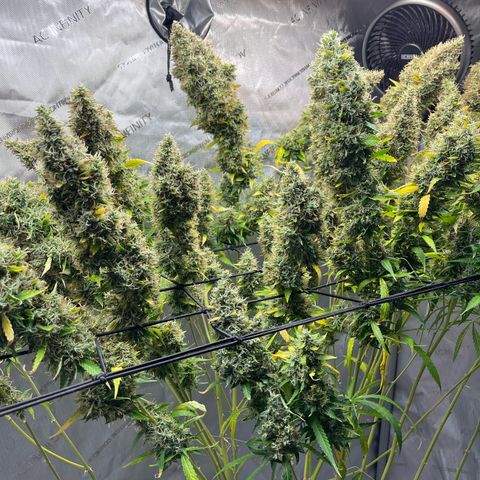 Blueberry Autoflowering growlog timeline photo