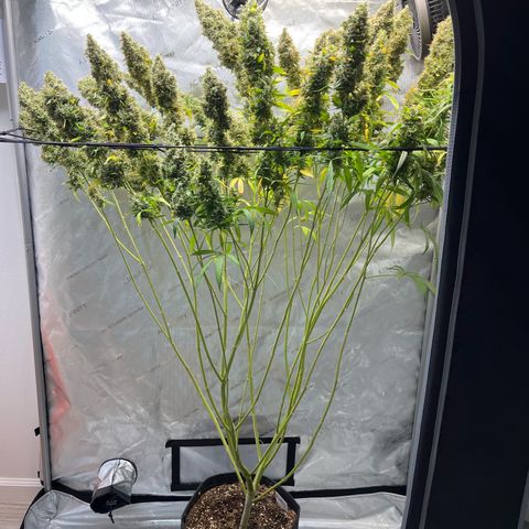 Blueberry Autoflowering growlog timeline photo