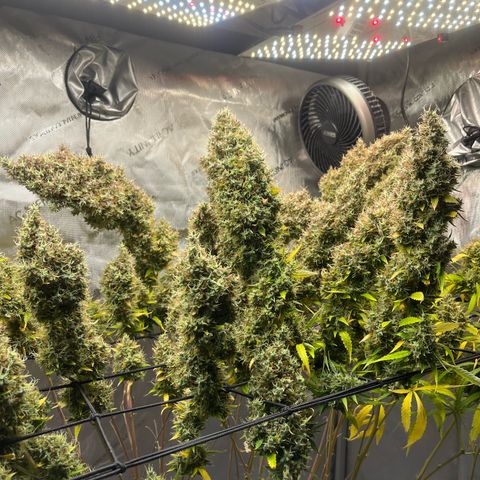 Blueberry Autoflowering growlog timeline photo