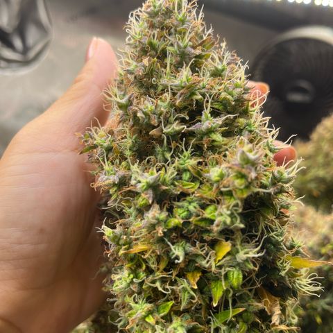 Blueberry Autoflowering growlog timeline photo