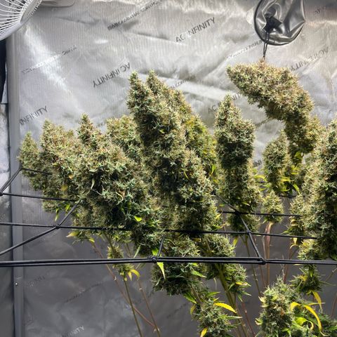 Blueberry Autoflowering growlog timeline photo