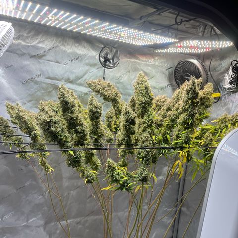 Blueberry Autoflowering growlog timeline photo