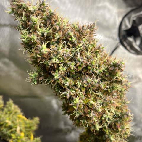 Blueberry Autoflowering growlog timeline photo