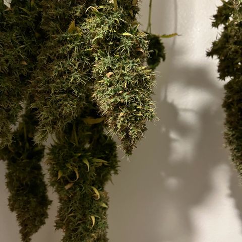 Blueberry Autoflowering growlog timeline photo