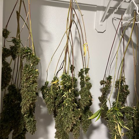 Blueberry Autoflowering growlog timeline photo