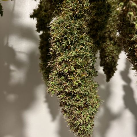 Blueberry Autoflowering growlog timeline photo
