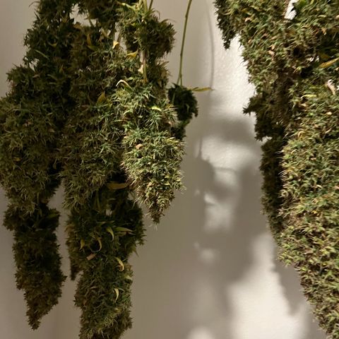 Blueberry Autoflowering growlog timeline photo