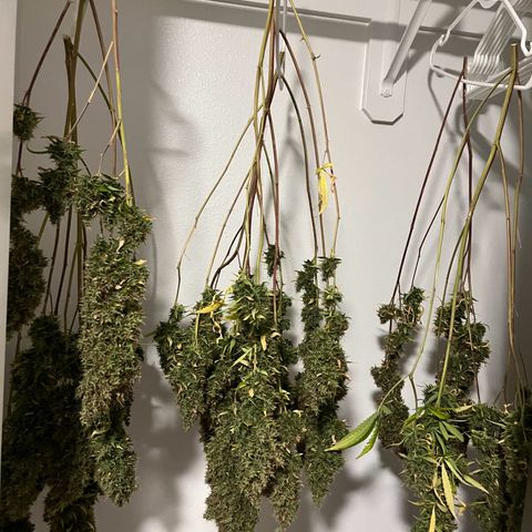 Blueberry Autoflowering growlog timeline photo
