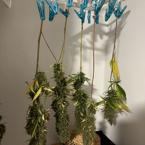 Blueberry Autoflowering growlog timeline photo