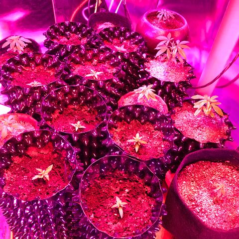 Gorilla Glue #1 growlog photo: Las queme 
