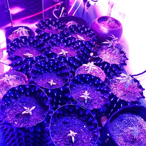 Gorilla Glue #1 growlog timeline photo