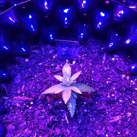 Gorilla Glue #1 growlog timeline photo