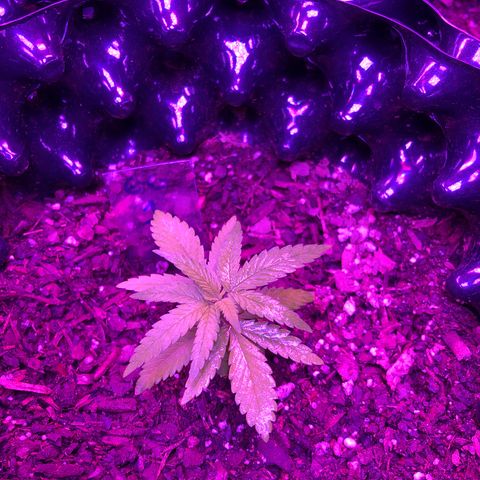 Gorilla Glue #1 growlog timeline photo