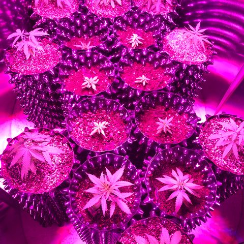 Gorilla Glue #1 growlog timeline photo