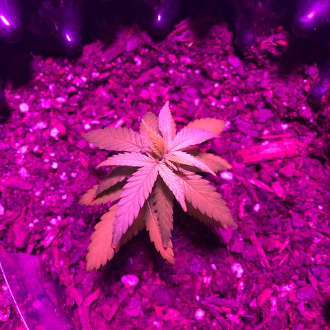 Gorilla Glue #1 growlog timeline photo