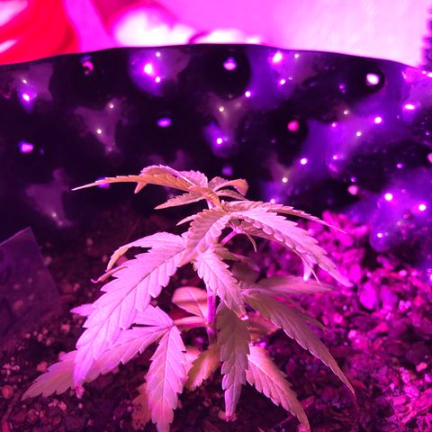 Gorilla Glue #1 growlog timeline photo