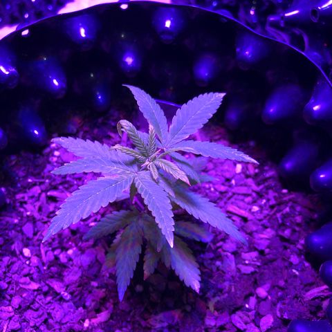 Gorilla Glue #1 growlog timeline photo