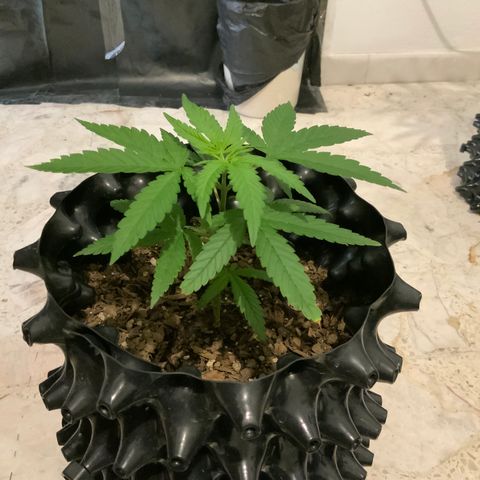 Gorilla Glue #1 growlog timeline photo