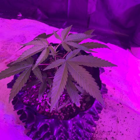 Gorilla Glue #1 growlog timeline photo