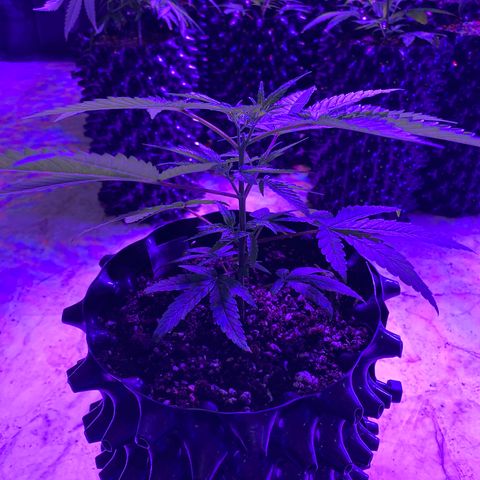 Gorilla Glue #1 growlog timeline photo