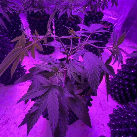 Gorilla Glue #1 growlog timeline photo