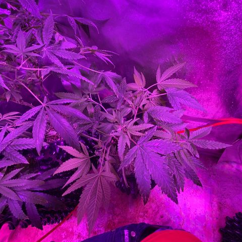 Gorilla Glue #1 growlog timeline photo