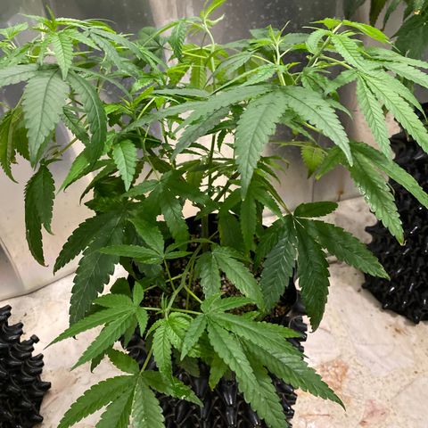 Gorilla Glue #1 growlog timeline photo
