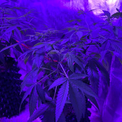 Gorilla Glue #1 growlog timeline photo