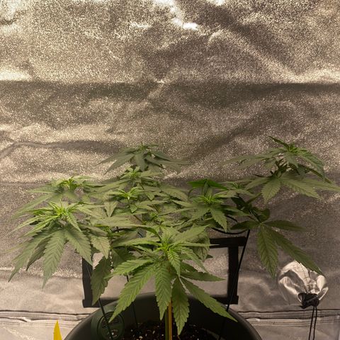 Frosti growlog timeline photo