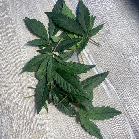 Frosti growlog photo: Beschneidung 