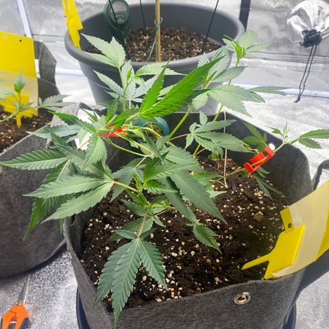 RRZ growlog photo: LST