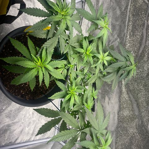 Frosti growlog photo: Entlaubt