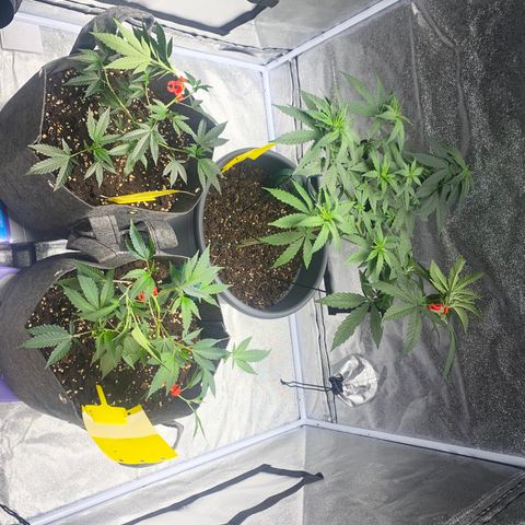 Frosti growlog timeline photo