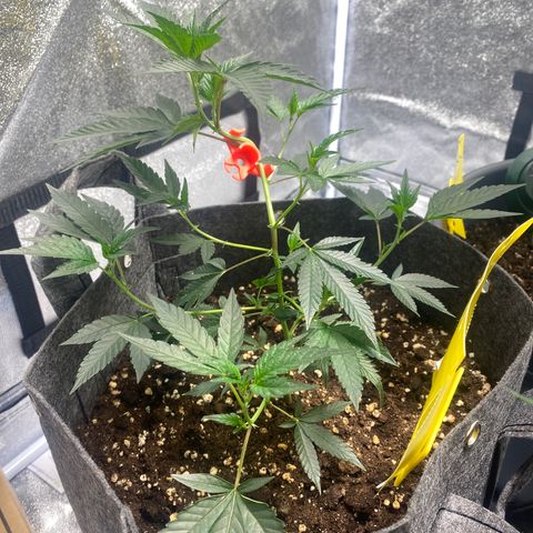 STP growlog timeline photo