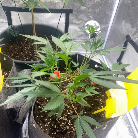 RRZ growlog timeline photo