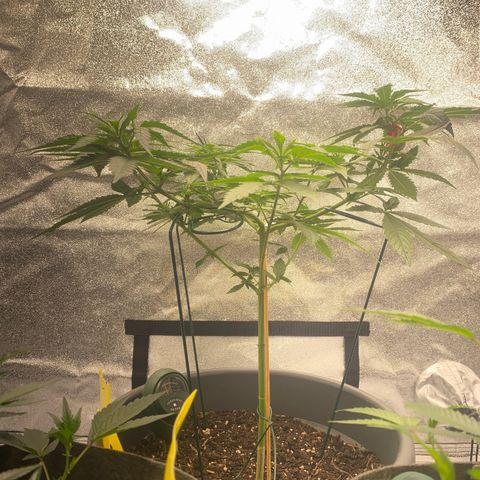 Frosti growlog timeline photo