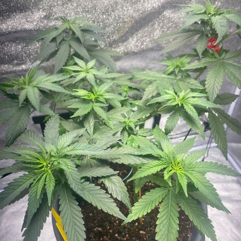 Frosti growlog timeline photo
