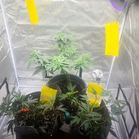 Frosti growlog timeline photo