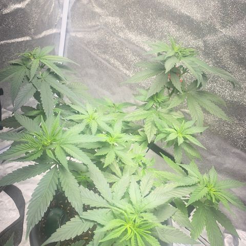 Frosti growlog timeline photo