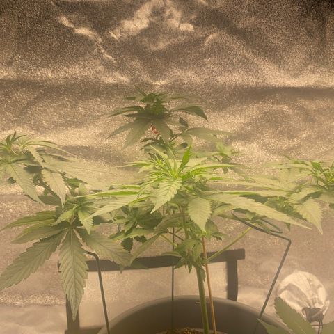 Frosti growlog timeline photo