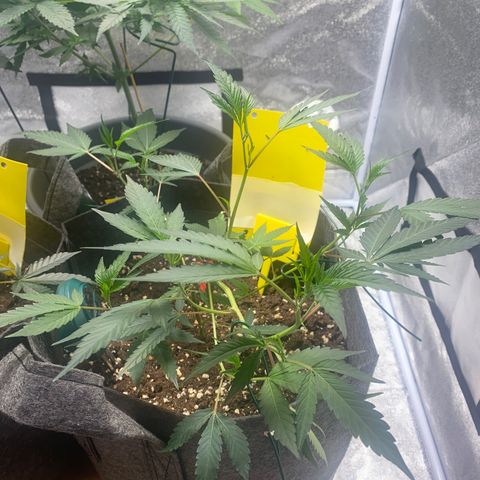 RRZ growlog timeline photo